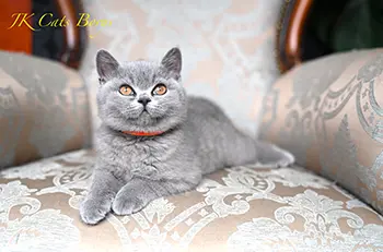 litterb (5) copy